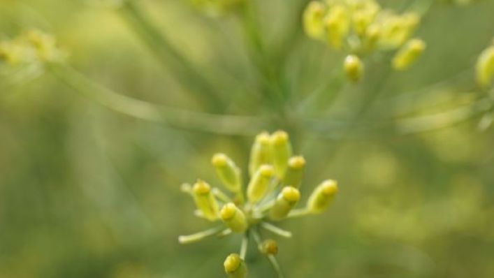DSC01081 Fenchel Fintan klein 1